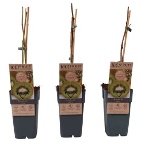 Actinidia Del Jenny ( Self fertile ) Ø 15 cm H 50 cm