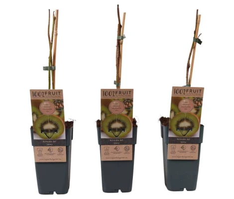 Actinidia Del Jenny ( Self fertile ) Ø 15 cm H 50 cm