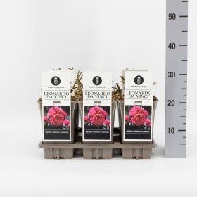 Rosa Leonardo Da Vinci® Ø17 cm H 20 cm