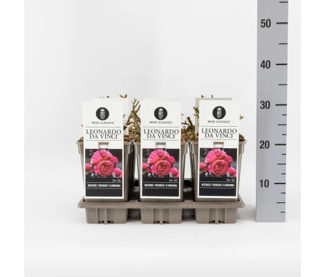 Rosa Leonardo Da Vinci® Ø17 cm H 20 cm