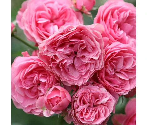 Rosa Leonardo Da Vinci® Ø17 cm H 20 cm