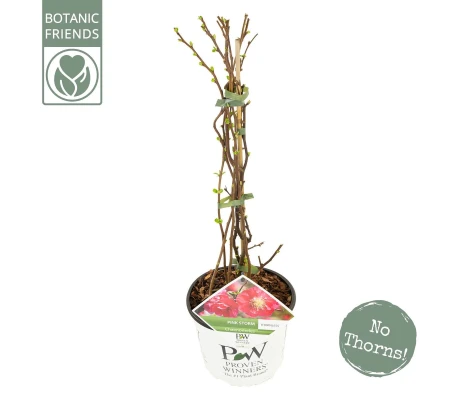 Chaenomeles Speciosa Pink Storm Rosa Ø 19 cm H 45 cm (Membrillo japones)