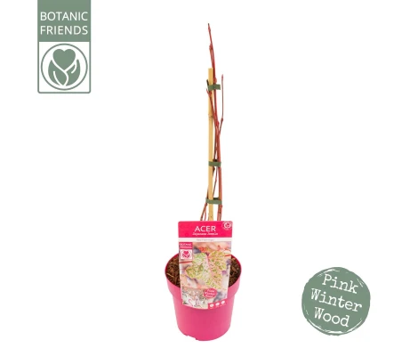 Acer Conspicuum Red Flamingo Rojo Ø 19 cm H 50 cm