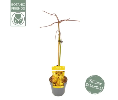 Acer palmatum Cascade Gold Ø 19 cm H 80 cm
