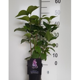 Syringa Vulgaris Michel Buchner Ø 21 cm H 50 cm (Lila)