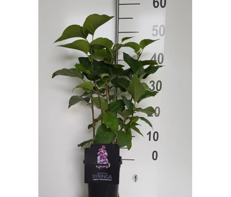 Syringa Vulgaris Michel Buchner Ø 21 cm H 50 cm (Lila)