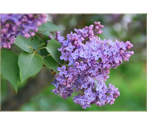 Syringa Vulgaris Michel Buchner Ø 21 cm H 50 cm (Lila)