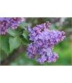 Syringa Vulgaris Michel Buchner Ø 21 cm H 50 cm (Lila)