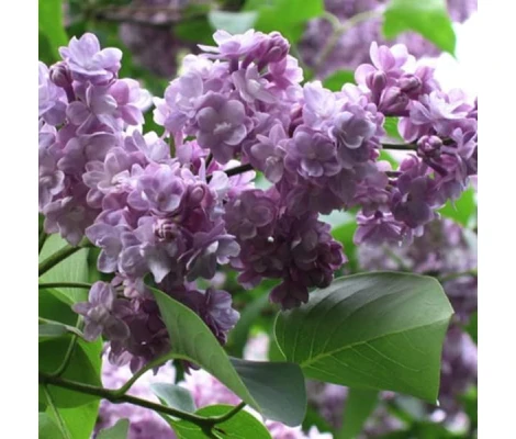 Syringa Vulgaris Michel Buchner Ø 21 cm H 50 cm (Lila)