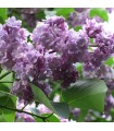 Syringa Vulgaris Michel Buchner Ø 21 cm H 50 cm (Lila)