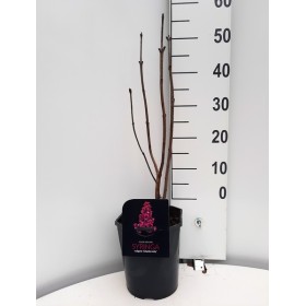 Syringa Vulgaris Charles Joly Ø 21cm H 50 cm (Lila)