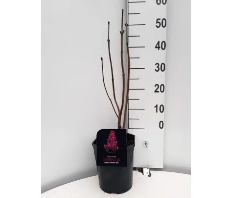 Syringa Vulgaris Charles Joly Ø 21cm H 50 cm (Lila)