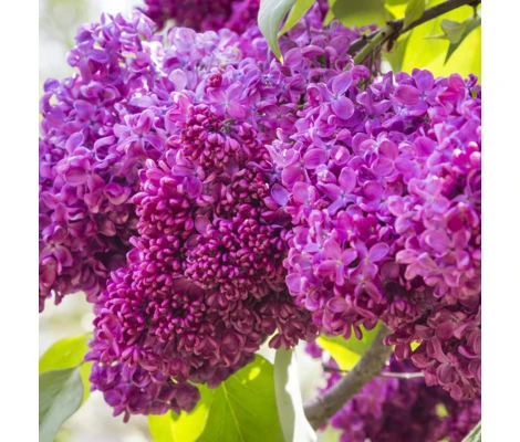 Syringa Vulgaris Charles Joly Ø 21cm H 50 cm (Lila)