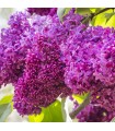 Syringa Vulgaris Charles Joly Ø 21cm H 50 cm (Lila)