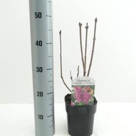 Syringa Vulgaris Andenken an Ludwig Späth Morado Ø 21cm H 50 cm