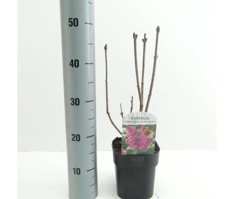 Syringa Vulgaris Andenken an Ludwig Späth Morado Ø 21cm H 50 cm