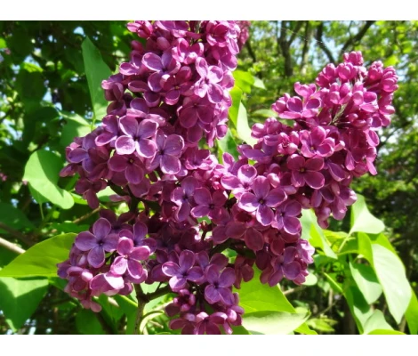 Syringa Vulgaris Andenken an Ludwig Späth Morado Ø 21cm H 50 cm