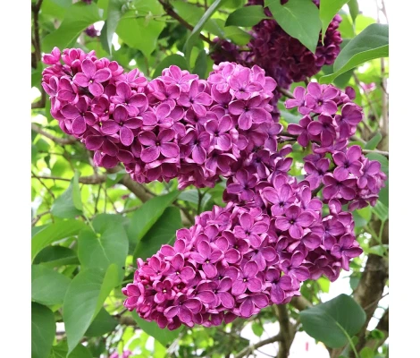 Syringa Vulgaris Charles Joly Ø 21cm H 50 cm (Lila)