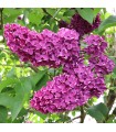 Syringa Vulgaris Charles Joly Ø 21cm H 50 cm (Lila)