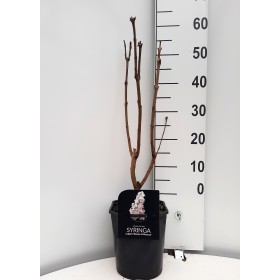 Syringa Vulgaris Beauty Of Moscow Blanca Ø 21cm H 50 cm