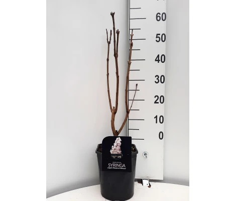 Syringa Vulgaris Beauty Of Moscow Blanca Ø 21cm H 50 cm