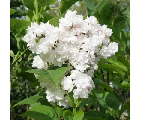 Syringa Vulgaris Beauty Of Moscow Blanca Ø 21cm H 50 cm