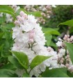 Syringa Vulgaris Beauty Of Moscow Blanca Ø 21cm H 50 cm