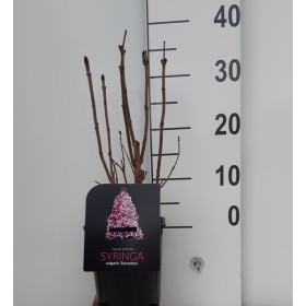 Syringa Vulgaris Sensation Lila Ø 21cm H 50 cm