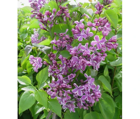 Syringa Vulgaris Sensation Lila Ø 21cm H 50 cm