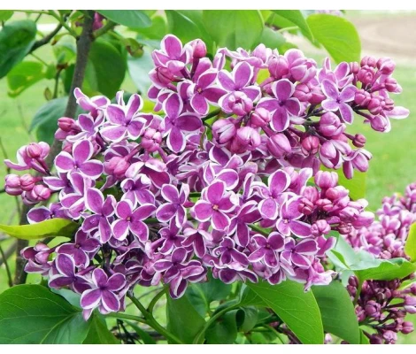Syringa Vulgaris Sensation Lila Ø 21cm H 50 cm