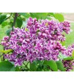 Syringa Vulgaris Sensation Lila Ø 21cm H 50 cm