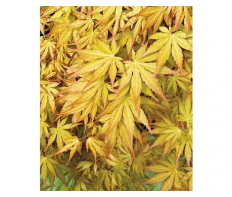 Acer palmatum Cascade Gold Ø 19 cm H 80 cm