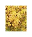 Acer palmatum Cascade Gold Ø 19 cm H 80 cm