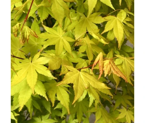 Acer Palmatum Summer Gold Ø19cm H40 cm