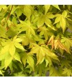 Acer Palmatum Summer Gold Ø19cm H40 cm