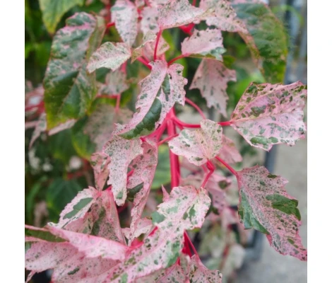 Acer Conspicuum Red Flamingo Rojo Ø 19 cm H 50 cm