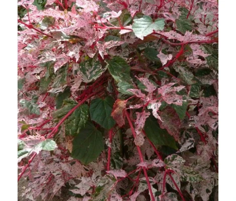 Acer Conspicuum Red Flamingo Rojo Ø 19 cm H 50 cm