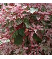 Acer Conspicuum Red Flamingo Rojo Ø 19 cm H 50 cm