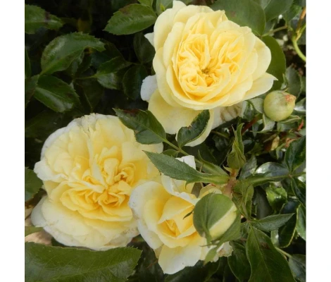 Rosa Solero® Kordes Ø17 cm