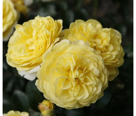 Rosa Solero® Kordes Ø17 cm