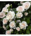 Rosa Aspirin® Rose Ø17 cm
