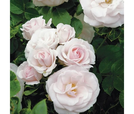 Rosa Aspirin® Rose Ø17 cm