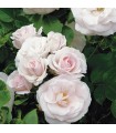 Rosa Aspirin® Rose Ø17 cm