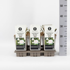 Rosa Aspirin® Rose Ø17 cm