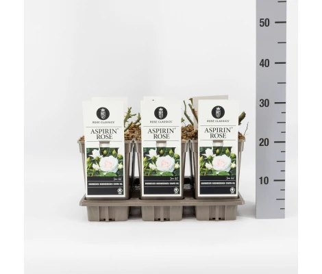 Rosa Aspirin® Rose Ø17 cm