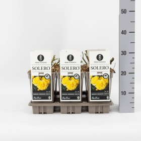 Rosa Solero® Kordes Ø17 cm