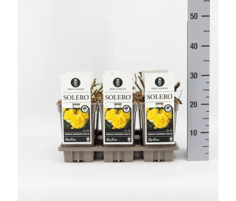 Rosa Solero® Kordes Ø17 cm