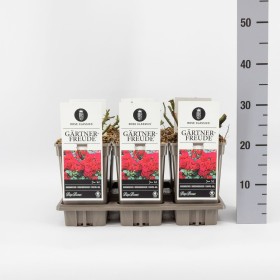Rosa Gärtnerfreude® Ø17 cm