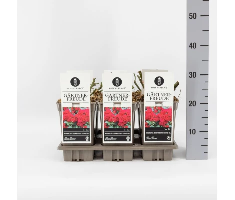 Rosa Gärtnerfreude® Ø17 cm