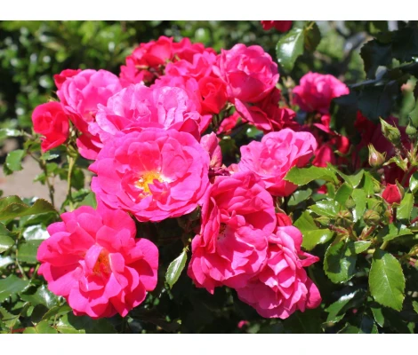 Rosa Gärtnerfreude® Ø17 cm